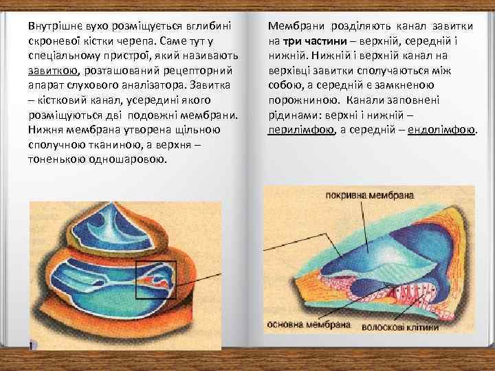 Внутрішнє вухо розміщується вглибині скроневої кістки черепа. Саме тут у спеціальному пристрої, який називають