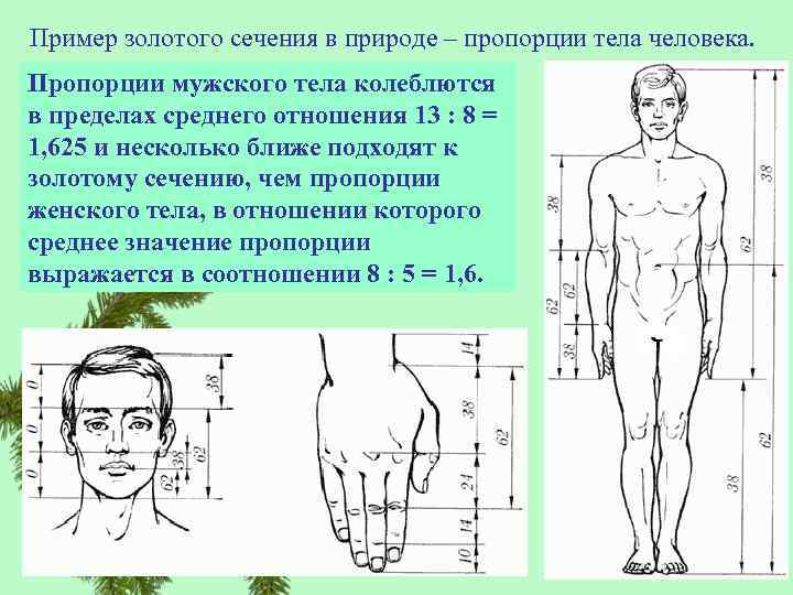 Проект золотое сечение в теле человека