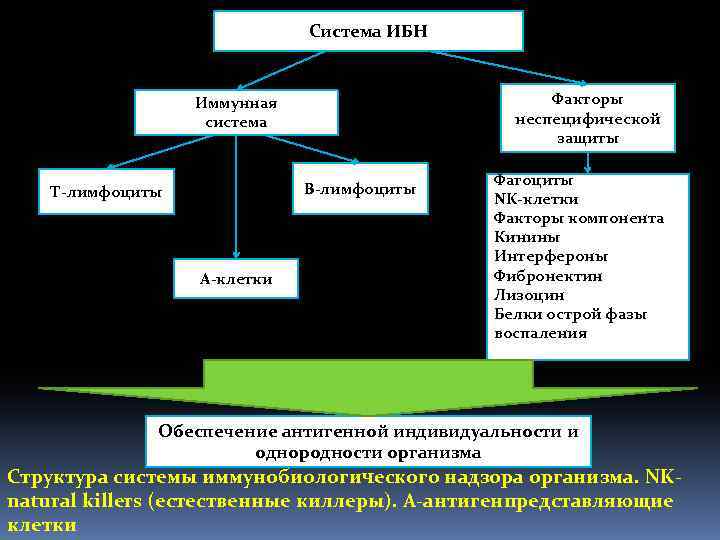 Система ИБН Факторы неспецифической защиты Иммунная система В-лимфоциты Т-лимфоциты А-клетки Фагоциты NK-клетки Факторы компонента