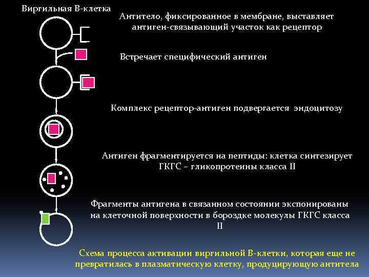 Виргильная В-клетка Антитело, фиксированное в мембране, выставляет антиген-связывающий участок как рецептор Встречает специфический антиген