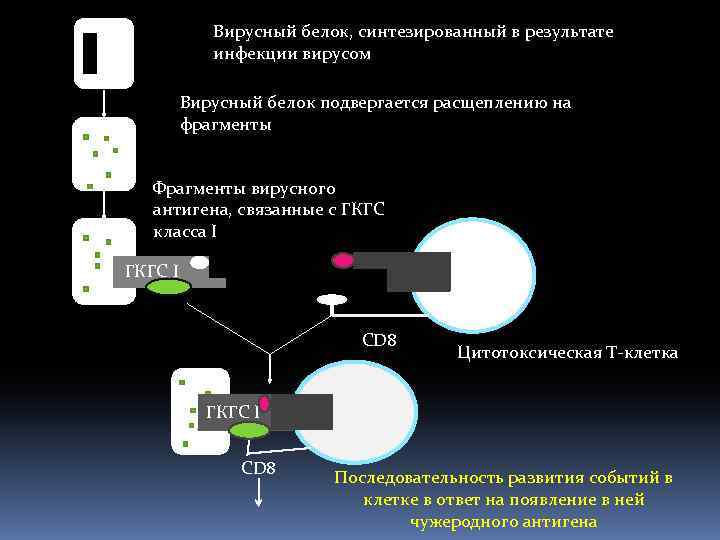 Вирусный белок, синтезированный в результате инфекции вирусом Вирусный белок подвергается расщеплению на фрагменты Фрагменты