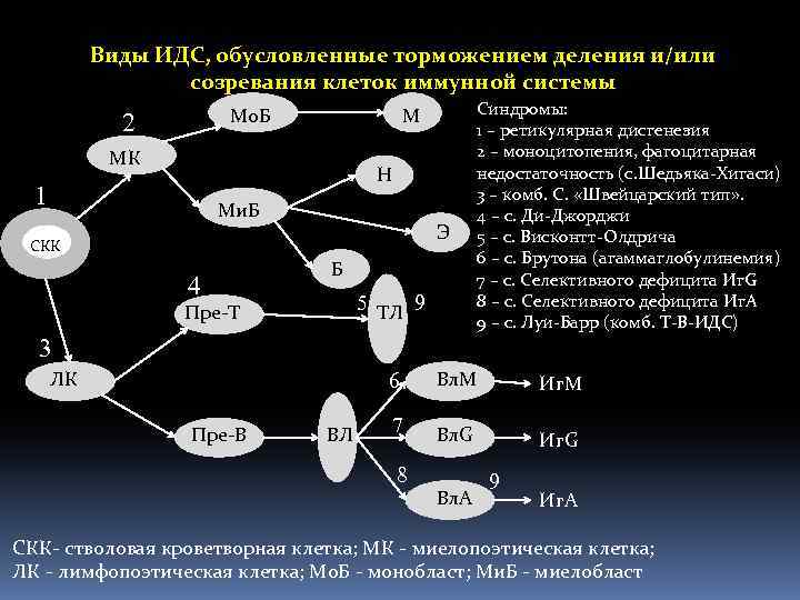 Виды ИДС, обусловленные торможением деления и/или созревания клеток иммунной системы Мо. Б 2 М