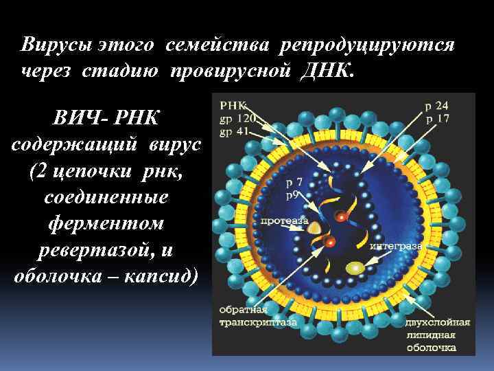 Вирусы этого семейства репродуцируются через стадию провирусной ДНК. ВИЧ- РНК содержащий вирус (2 цепочки