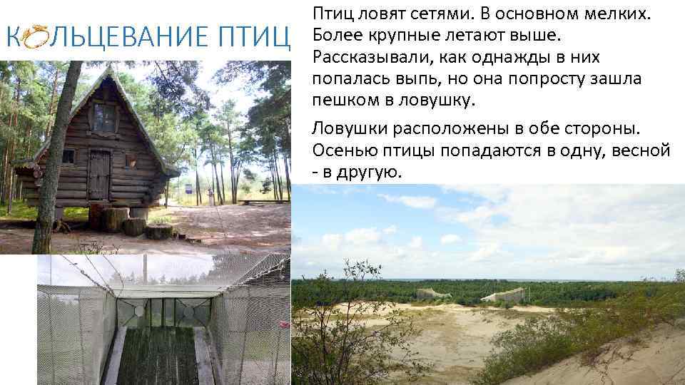 К ЛЬЦЕВАНИЕ ПТИЦ Птиц ловят сетями. В основном мелких. Более крупные летают выше. Рассказывали,