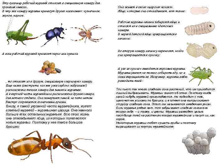 Эту гусеницу рабочий муравей относит в специальную камеру для хранения «мяса» . . В