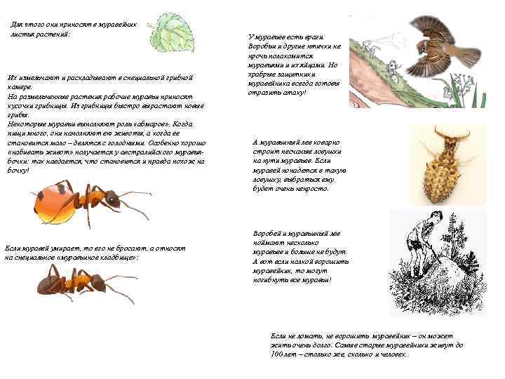 Для этого они приносят в муравейник листья растений: Их измельчают и раскладывают в специальной