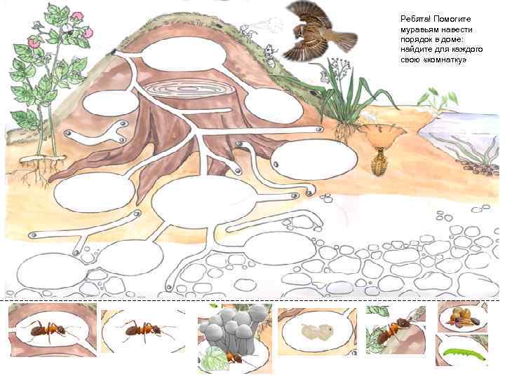 Ребята! Помогите муравьям навести порядок в доме: найдите для каждого свою «комнатку» 