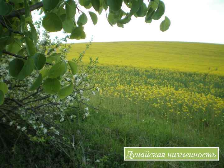 Дунайская низменность 