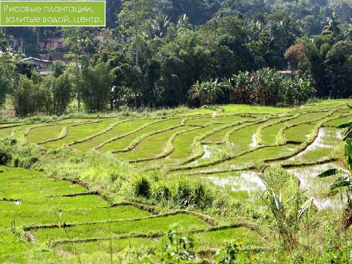 Рисовые плантации, залитые водой, центр. 