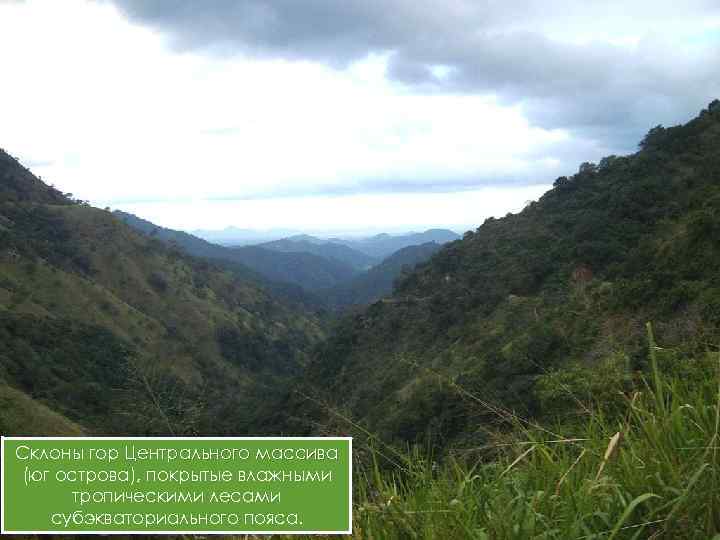 Склоны гор Центрального массива (юг острова), покрытые влажными тропическими лесами субэкваториального пояса. 