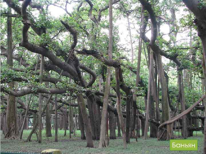 Баньян 