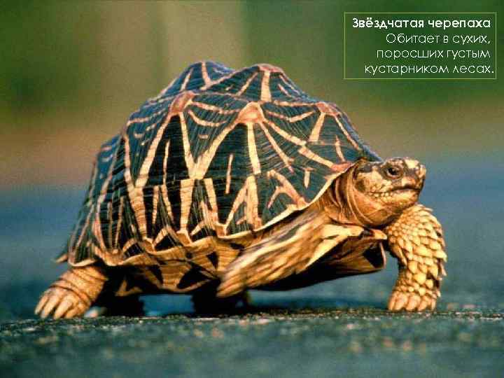 Звёздчатая черепаха Обитает в сухих, поросших густым кустарником лесах. 