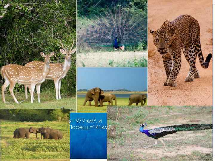 S= 979 км², и Посещ. =141 км² 