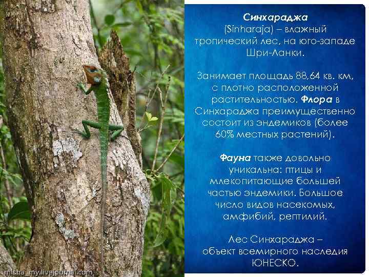 Синхараджа (Sinharaja) – влажный тропический лес, на юго западе Шри Ланки. Занимает площадь 88,