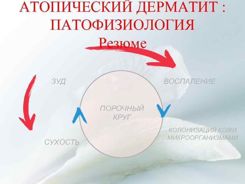 АТОПИЧЕСКИЙ ДЕРМАТИТ : ПАТОФИЗИОЛОГИЯ Резюме ЗУД ВОСПАЛЕНИЕ ПОРОЧНЫЙ КРУГ СУХОСТЬ КОЛОНИЗАЦИЯ КОЖИ МИКРООРГАНИЗМАМИ 