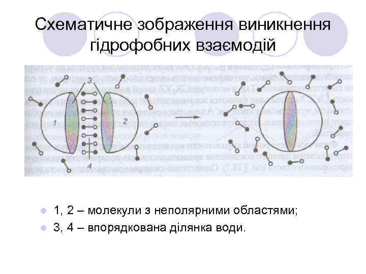 Схематичне зображення виникнення гідрофобних взаємодій 1, 2 – молекули з неполярними областями; l 3,