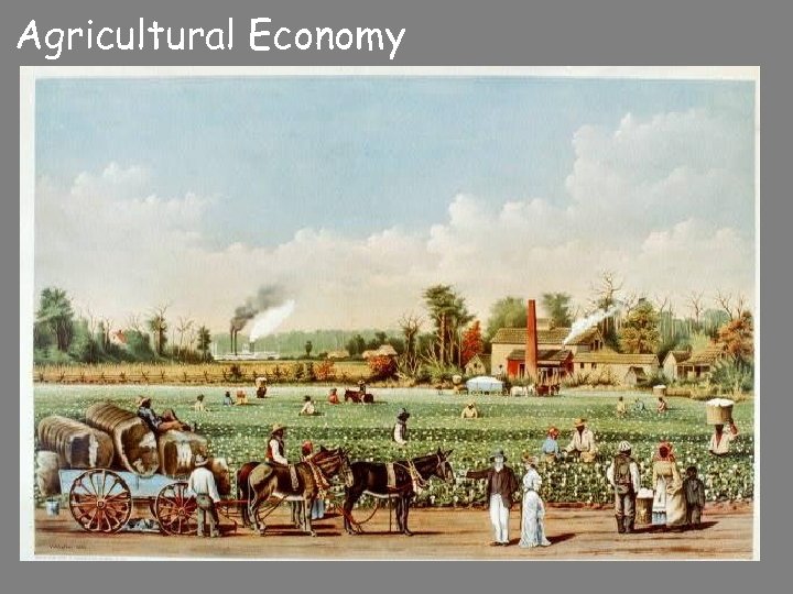 Agricultural Economy 