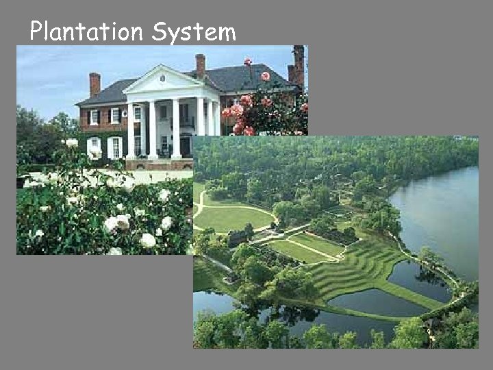 Plantation System 