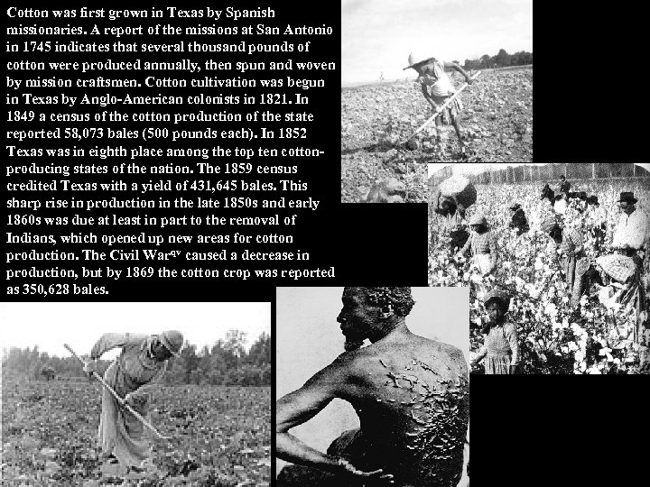 Cotton was first grown in Texas by Spanish missionaries. A report of the missions