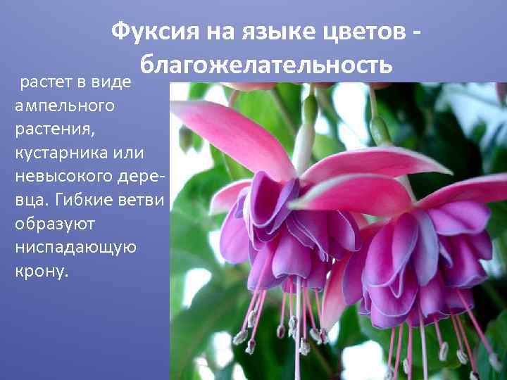 Фуксия на языке цветов благожелательность растет в виде ампельного растения, кустарника или невысокого деревца.