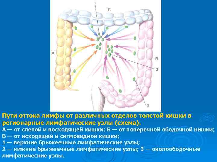 Восходящий отдел толстой кишки