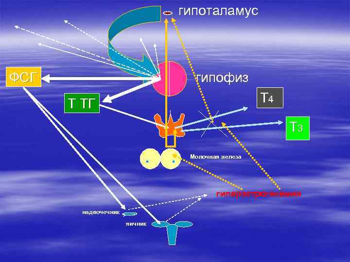 гипоталамус ФСГ гипофиз Т 4 Т ТГ Т 3 Молочная железа гиперэстрогенемия надпочечник яичник