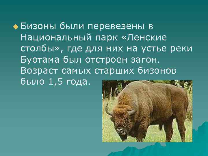 u Бизоны были перевезены в Национальный парк «Ленские столбы» , где для них на