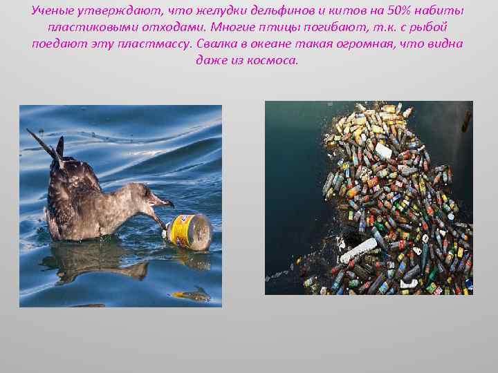 Ученые утверждают, что желудки дельфинов и китов на 50% набиты пластиковыми отходами. Многие птицы