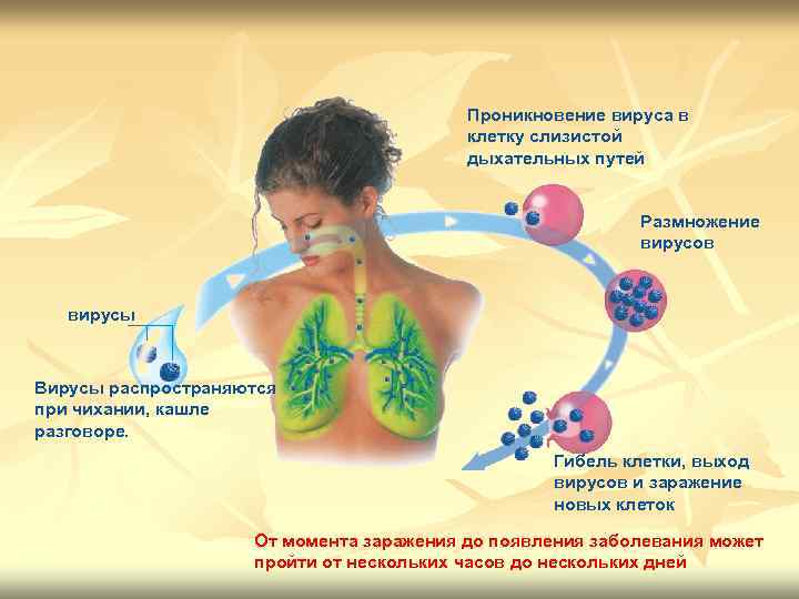 Проникновение вируса в клетку слизистой дыхательных путей Размножение вирусов вирусы Вирусы распространяются при чихании,