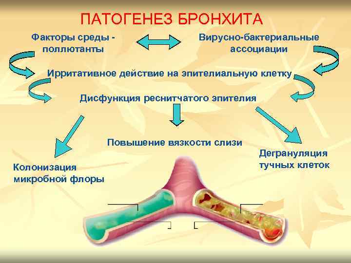 ПАТОГЕНЕЗ БРОНХИТА Факторы среды поллютанты Вирусно-бактериальные ассоциации Ирритативное действие на эпителиальную клетку Дисфункция реснитчатого