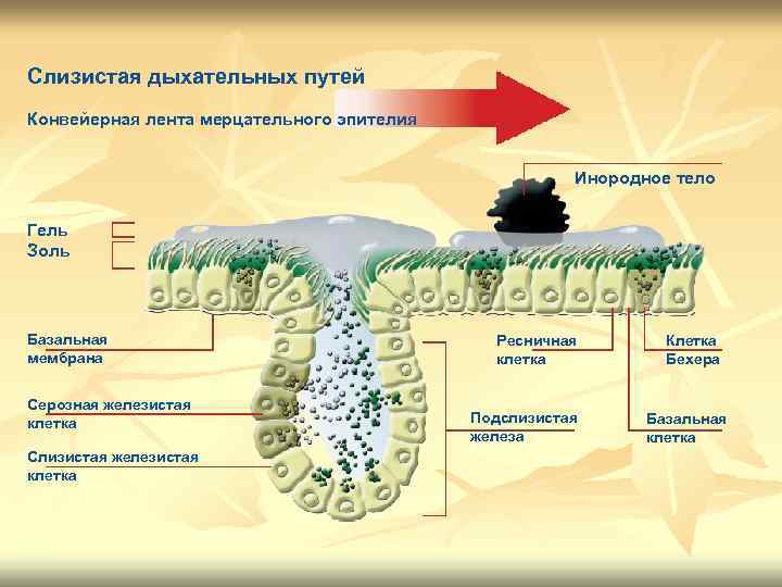 Слизистая дыхательных путей К глотке Конвейерная лента мерцательного эпителия Инородное тело Гель Золь Базальная
