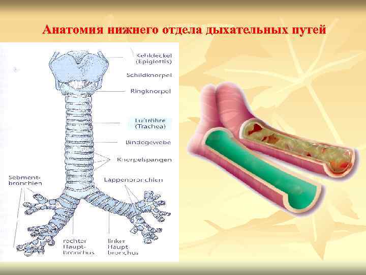 Анатомия нижнего отдела дыхательных путей 
