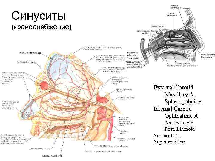 Синуситы (кровоснабжение) External Carotid Maxillary A. Sphenopalatine Internal Carotid Ophthalmic A. Ant. Ethmoid Post.