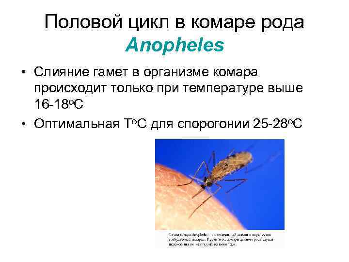 Половой цикл в комаре рода Anopheles • Слияние гамет в организме комара происходит только