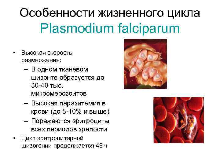 Особенности жизненного цикла Plasmodium falciparum • Высокая скорость размножения: – В одном тканевом шизонте