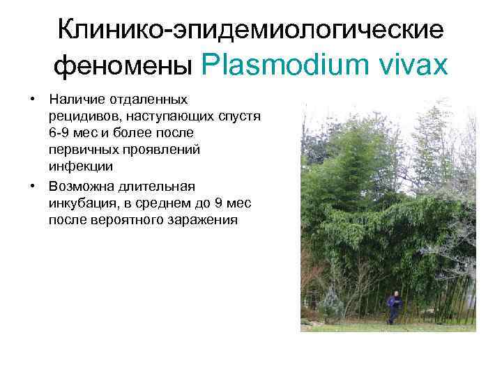 Клинико-эпидемиологические феномены Plasmodium vivax • Наличие отдаленных рецидивов, наступающих спустя 6 -9 мес и