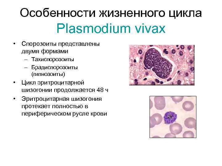 Особенности жизненного цикла Plasmodium vivax • Спорозоиты представлены двумя формами – Тахиспорозоиты – Брадиспорозоиты