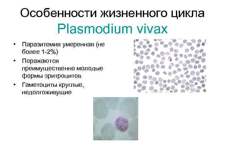 Особенности жизненного цикла Plasmodium vivax • Паразитемия умеренная (не более 1 -2%) • Поражаются
