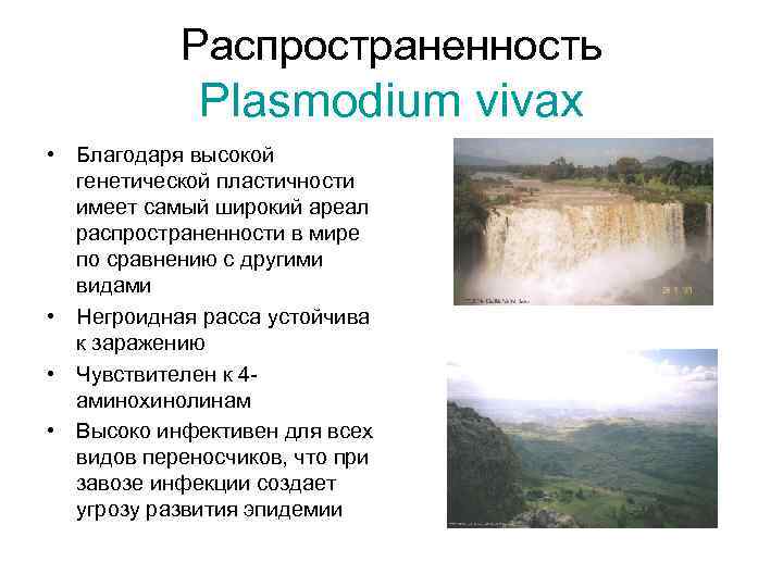 Распространенность Plasmodium vivax • Благодаря высокой генетической пластичности имеет самый широкий ареал распространенности в