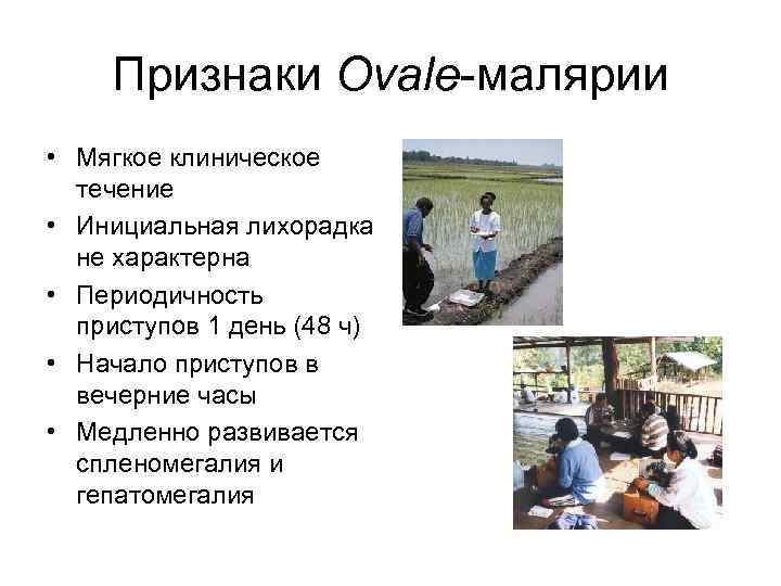 Признаки Ovale-малярии • Мягкое клиническое течение • Инициальная лихорадка не характерна • Периодичность приступов
