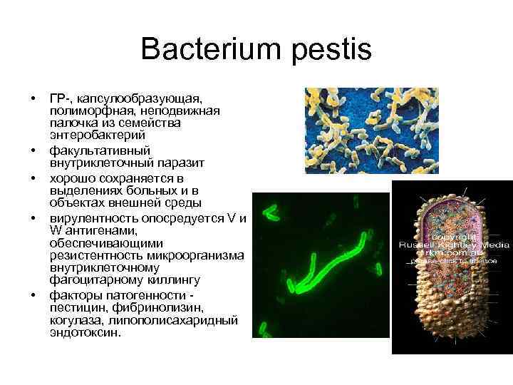 Bacterium pestis • • • ГР-, капсулообразующая, полиморфная, неподвижная палочка из семейства энтеробактерий факультативный