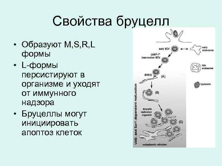 Свойства бруцелл • Образуют M, S, R, L формы • L-формы персистируют в организме