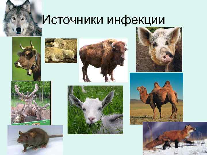 Источники инфекции 