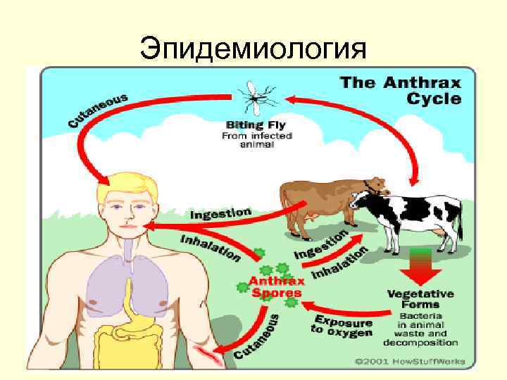 Эпидемиология 
