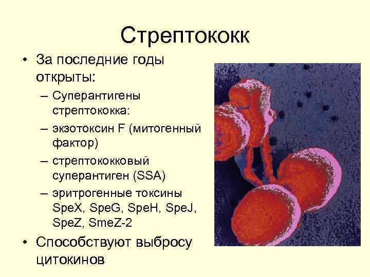 Эритрогенный токсин. Суперантиген стрептококков. Токсины стрептококка. Стрептококки экзотоксин. М белок стрептококков.