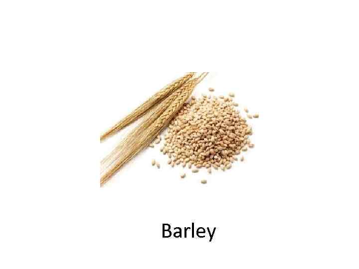 Barley 