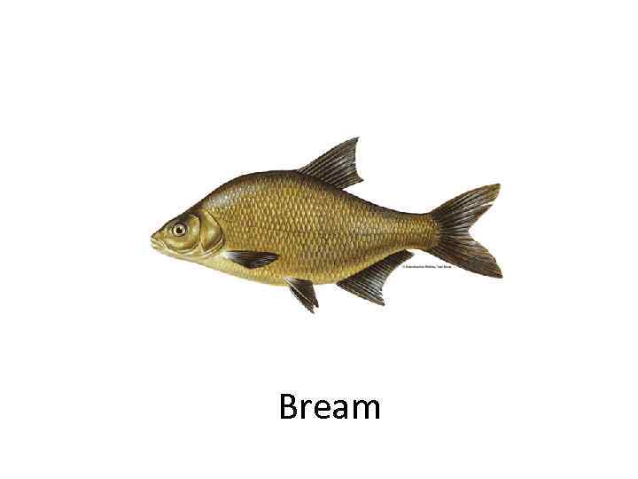 Bream 