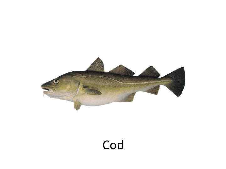 Cod 