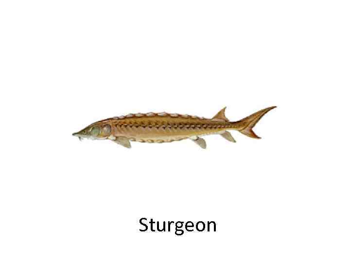 Sturgeon 