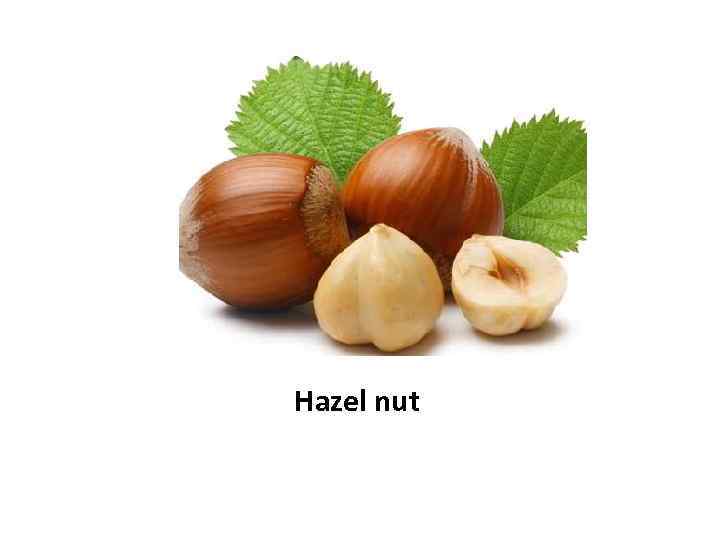Hazel nut 